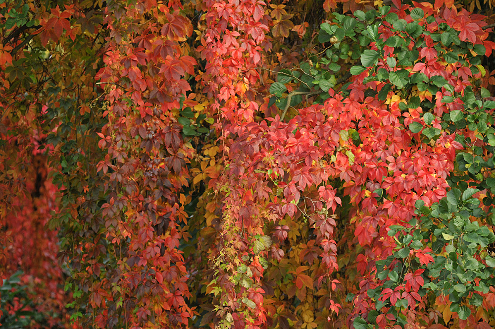 Jungfernreben-Blätterbunt: Der Herbst ist da 02