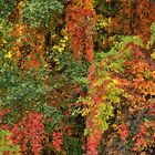 Jungfernreben-Blätterbunt: Der Herbst ist da 03