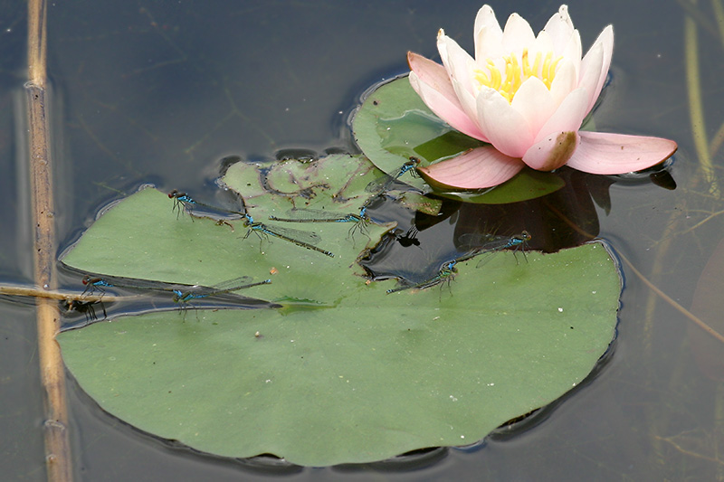 Jungferntreff an der Seerose