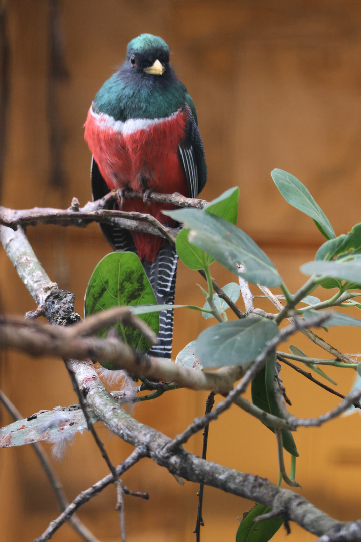 Jungferntrogon