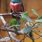 Jungferntrogon