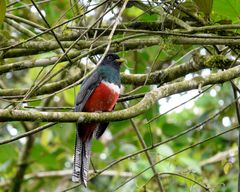 Jungferntrogon