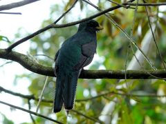 Jungferntrogon2