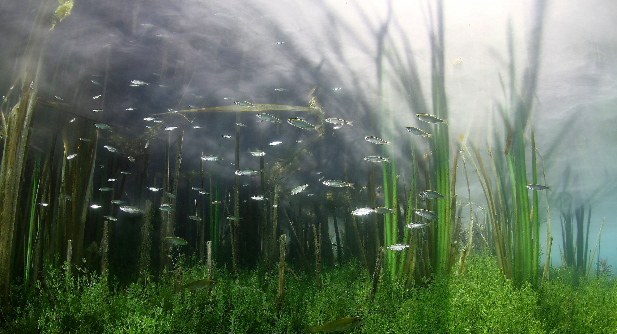 Jungfische im Flachwasser (bei Morgensonne)