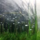 Jungfische im Flachwasser (bei Morgensonne)