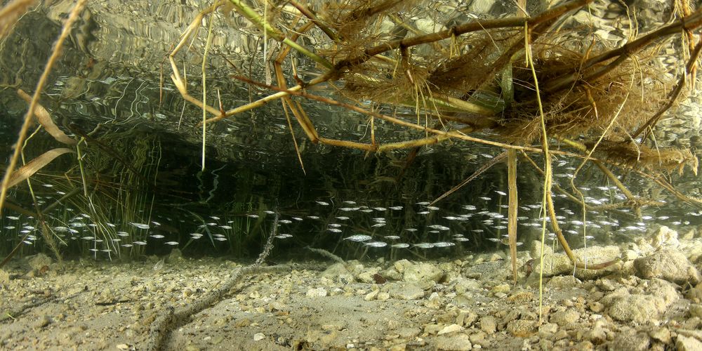 Jungfische im Uferbereich Foto & Bild unterwasser, uwsüsswasser