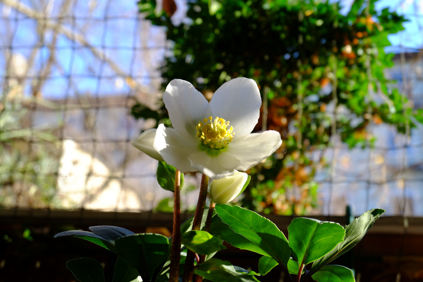 jungfräuliche Blüte