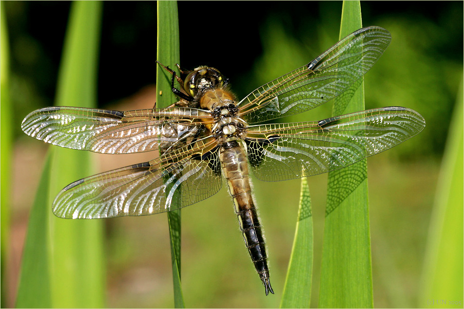 Jungfräuliche Libelle