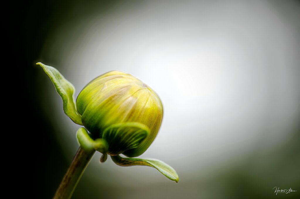 Jungfräulicher Frühling