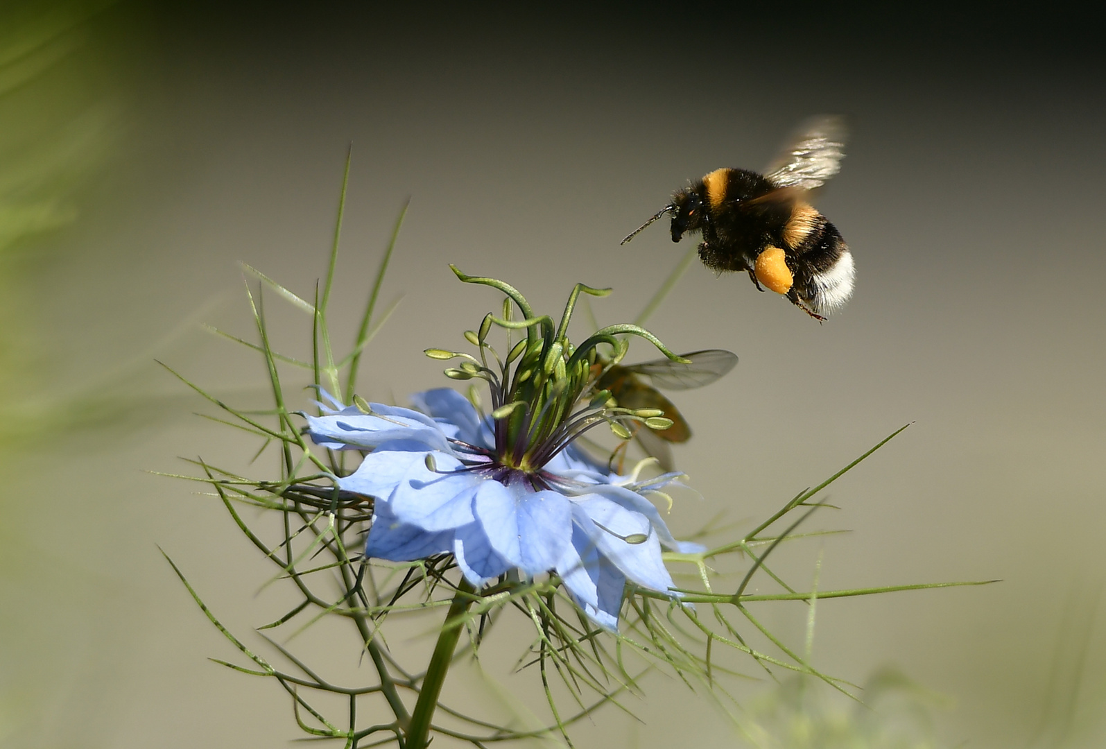 jungfrau grün hummel