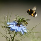 jungfrau grün hummel