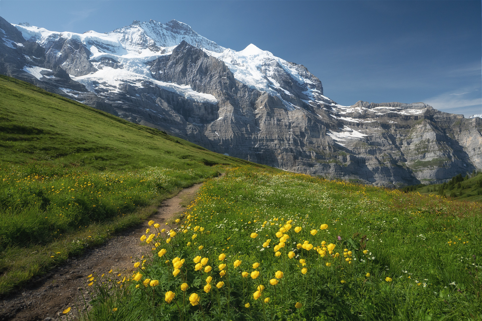 Jungfrau mit Trollblumen