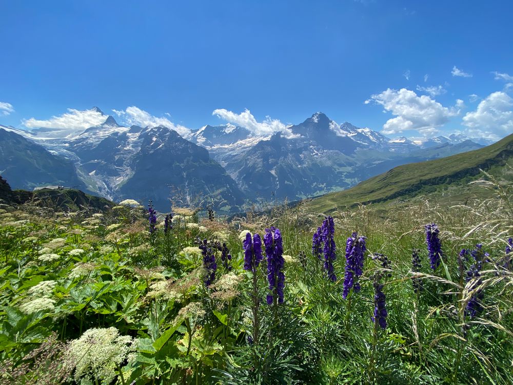 Jungfrau Sicht