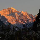 Jungfrau_7007