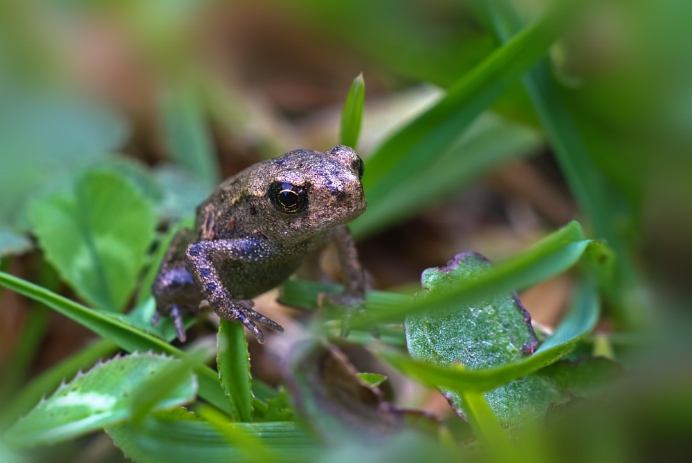 Jungfrosch