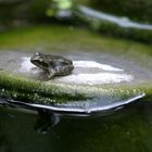 Jungfrosch