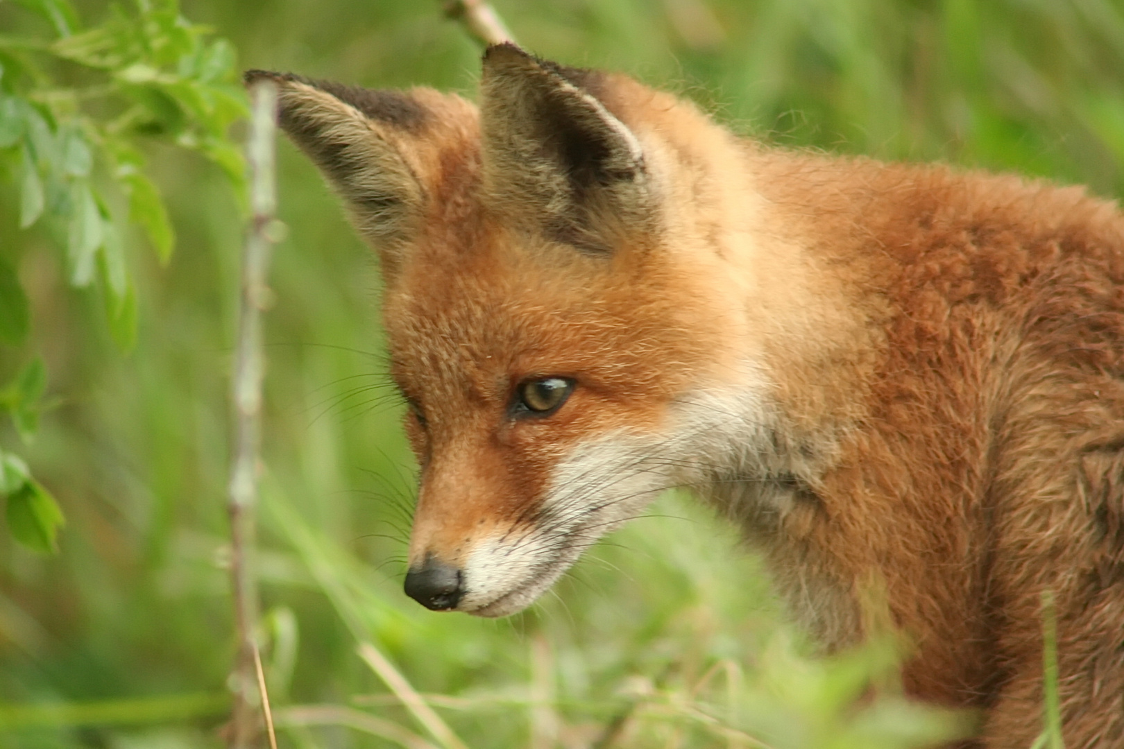 Jungfuchs 1 Foto & Bild | tiere, wildlife, säugetiere Bilder auf ...