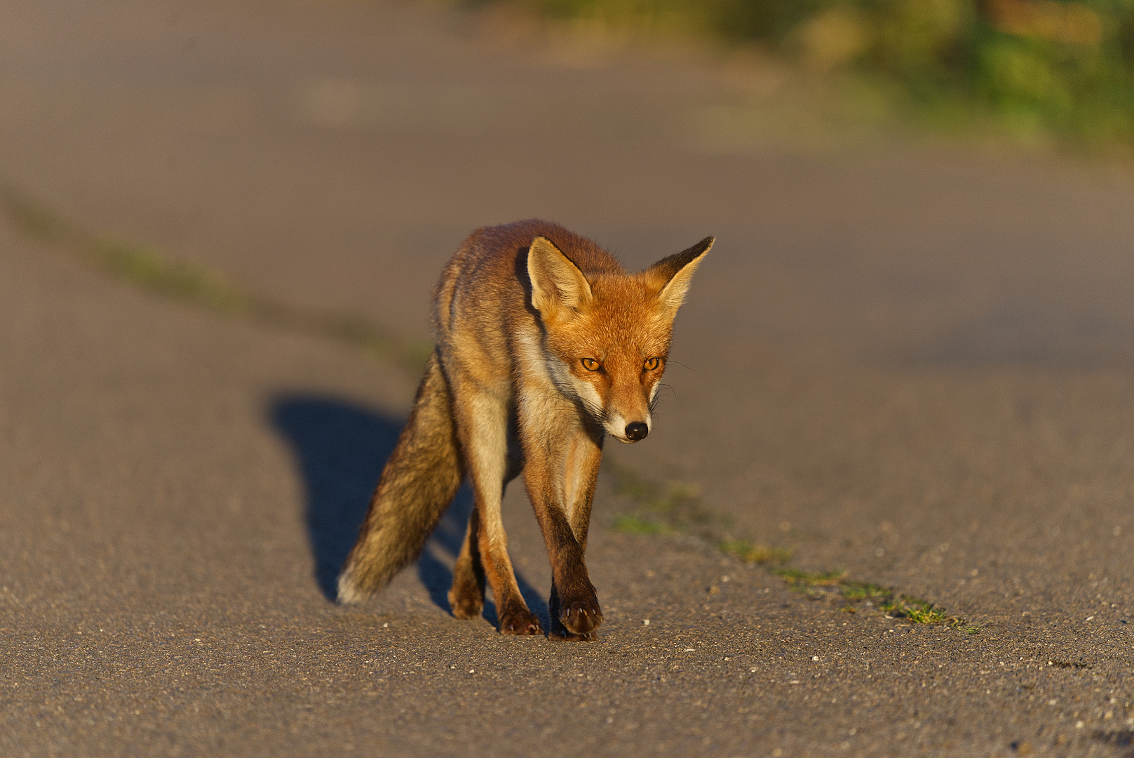 Jungfuchs am Abend