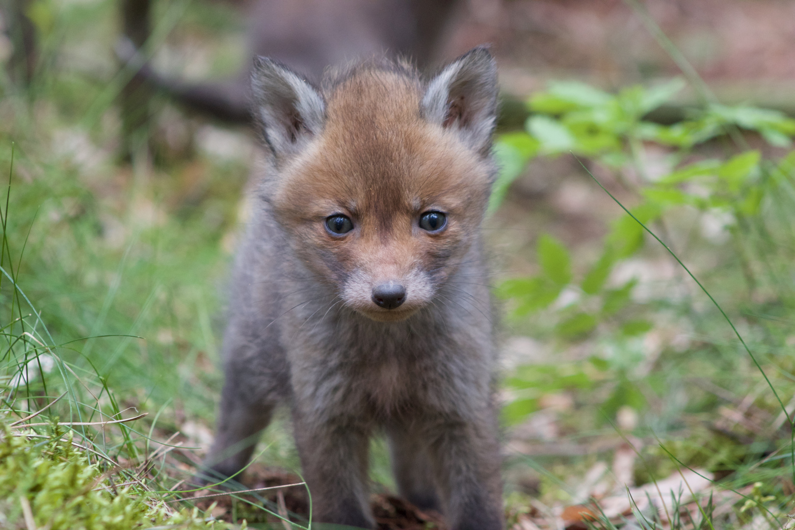 Jungfuchs am Bau 