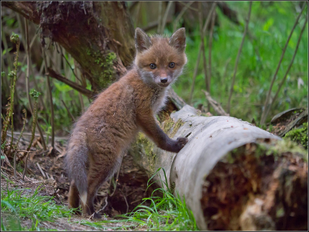 Jungfuchs am Bau