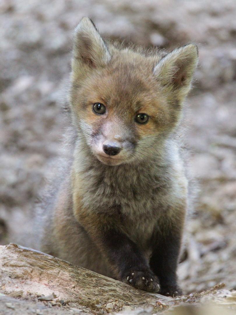 Jungfuchs am Bau