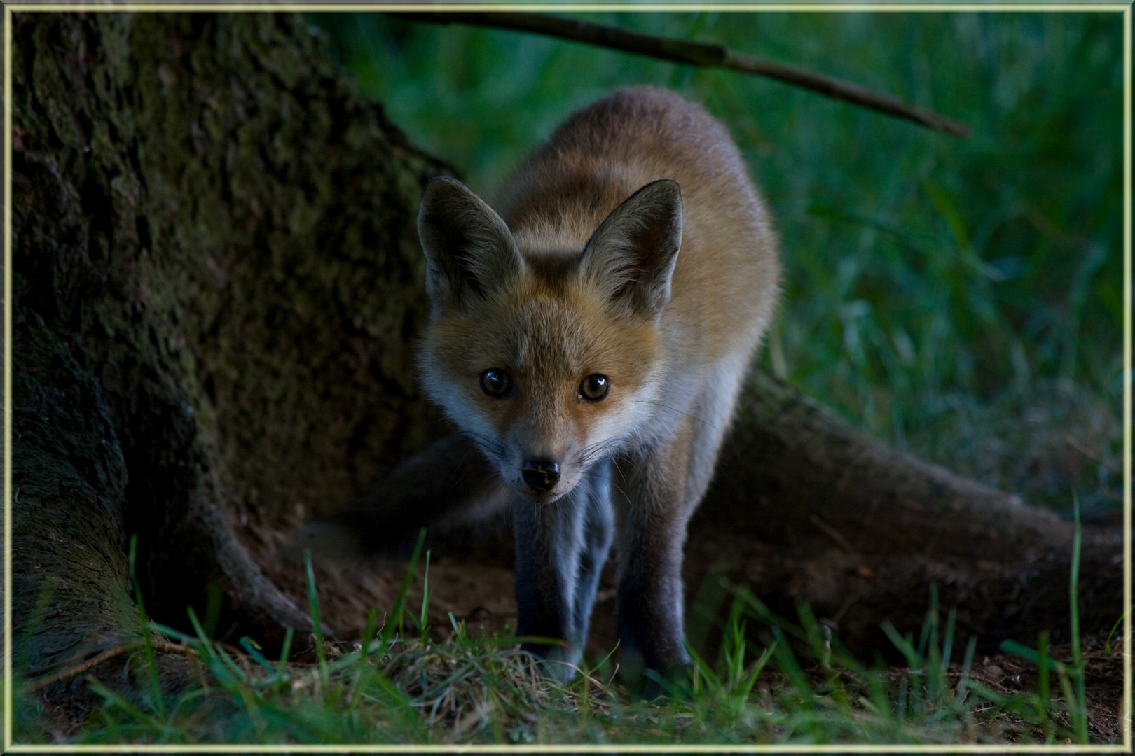 Jungfuchs am Bau