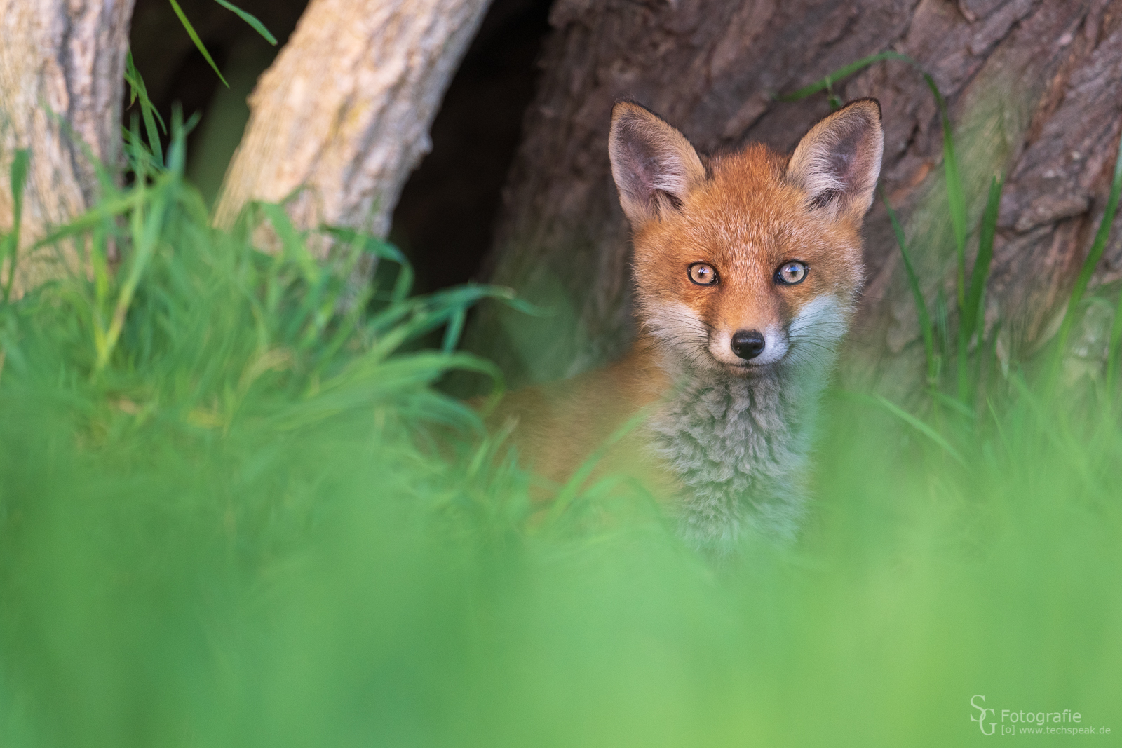 Jungfuchs am Bau