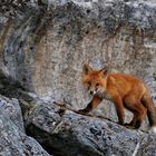 Jungfuchs am Fjord