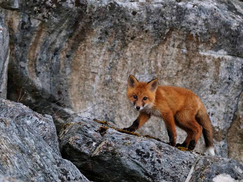 Jungfuchs am Fjord