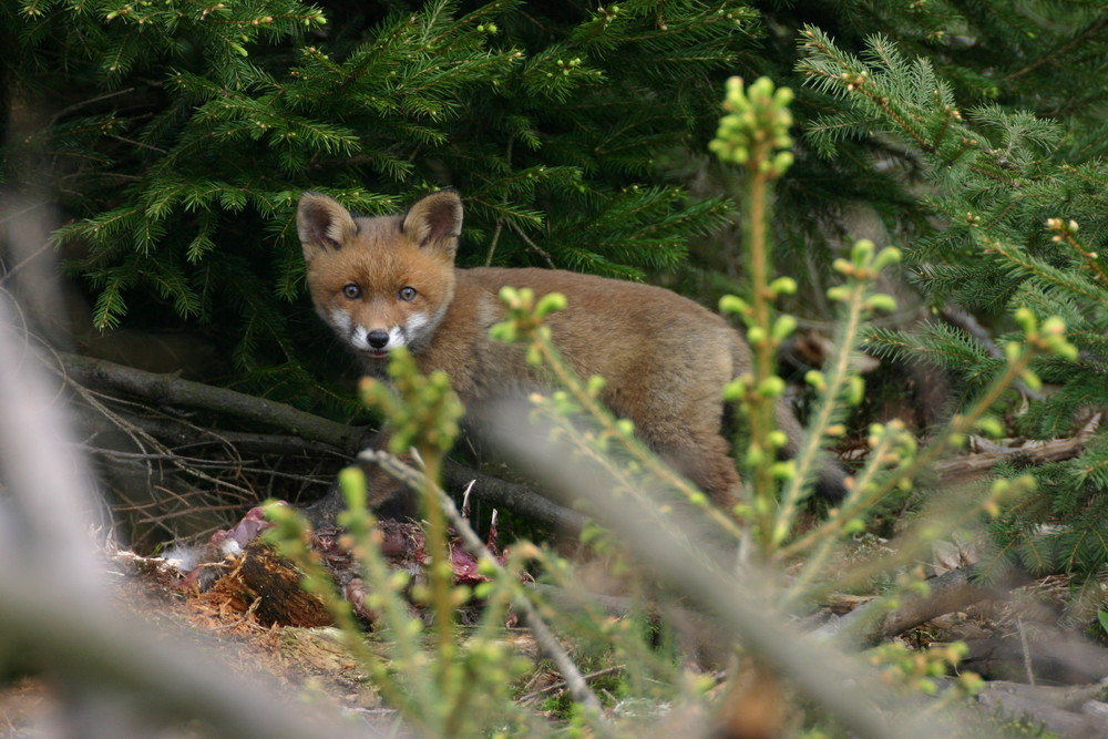 Jungfuchs am Riss