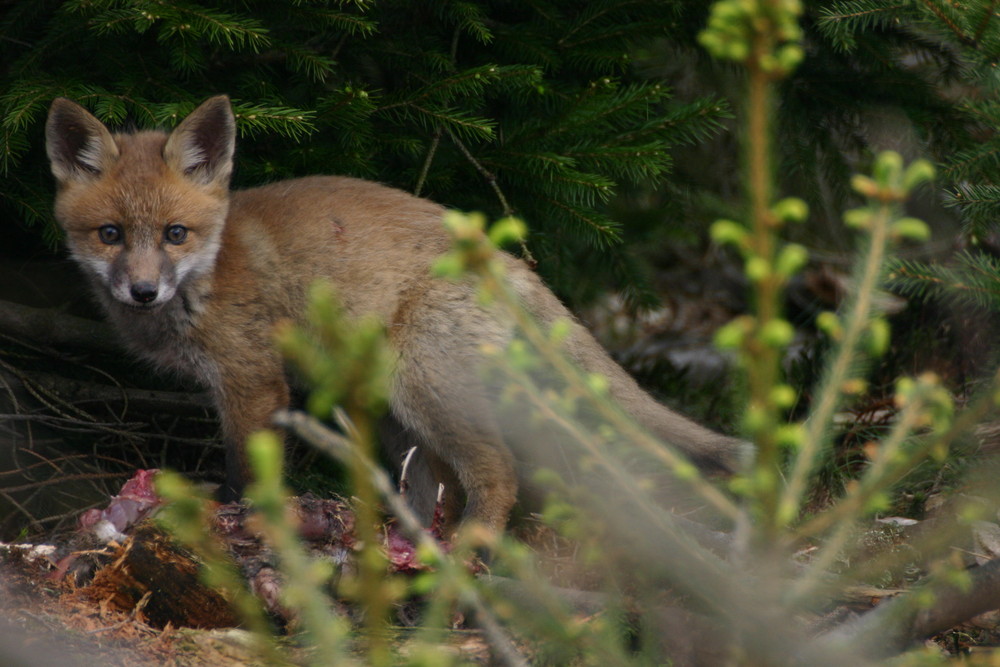 Jungfuchs am Riss 2