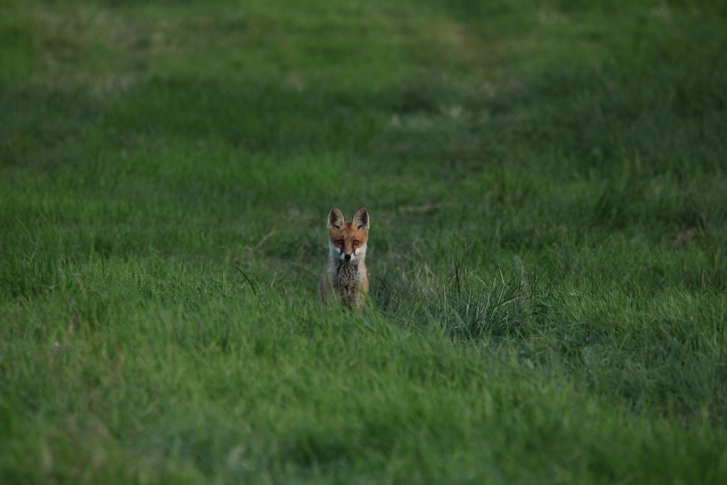 Jungfuchs am späten Abend.