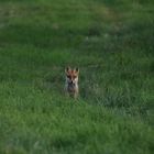 Jungfuchs am späten Abend.