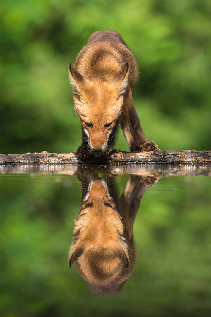 Jungfuchs an der Wasserstelle