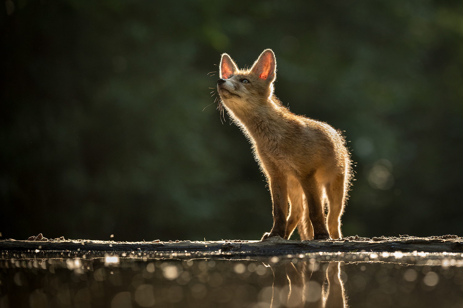 Jungfuchs an der Wasserstelle