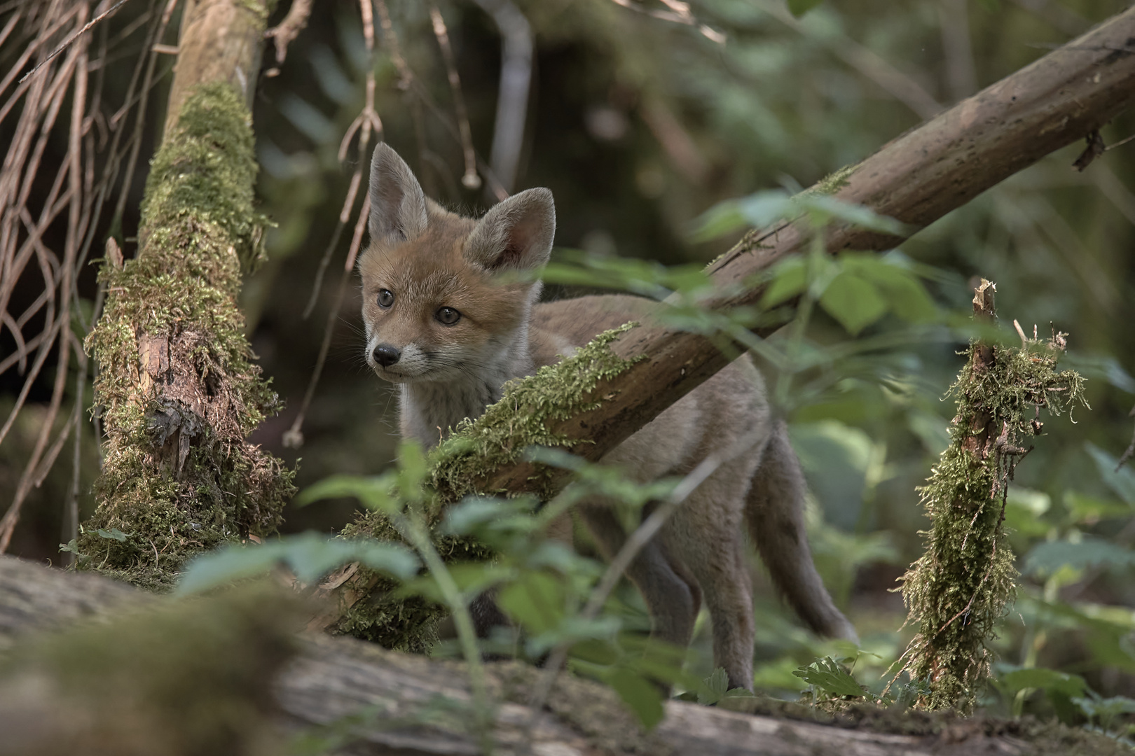 Jungfuchs auf Achse