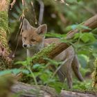 Jungfuchs auf Achse