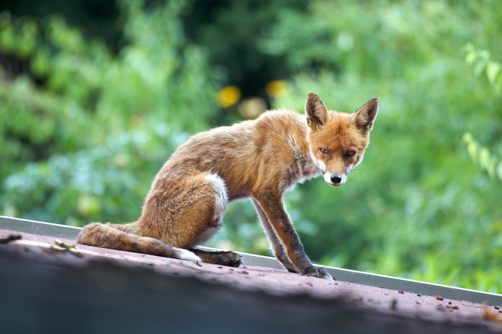 Jungfuchs auf dem Dach