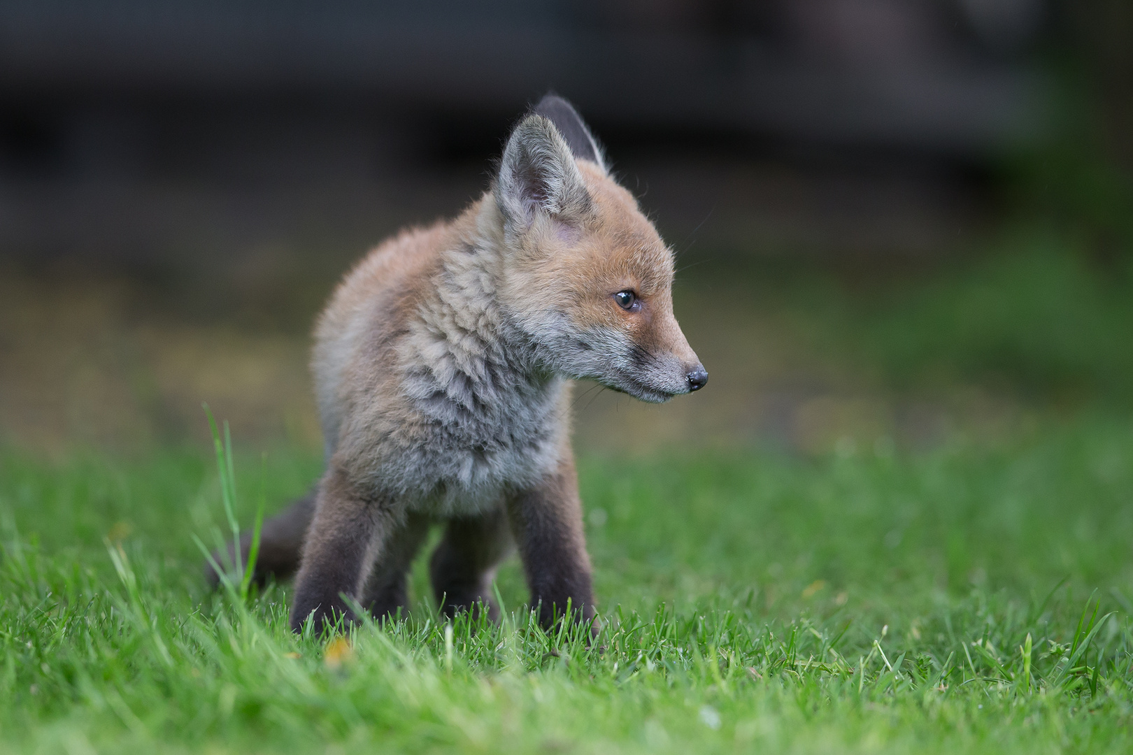 Jungfuchs auf Erkundungstour