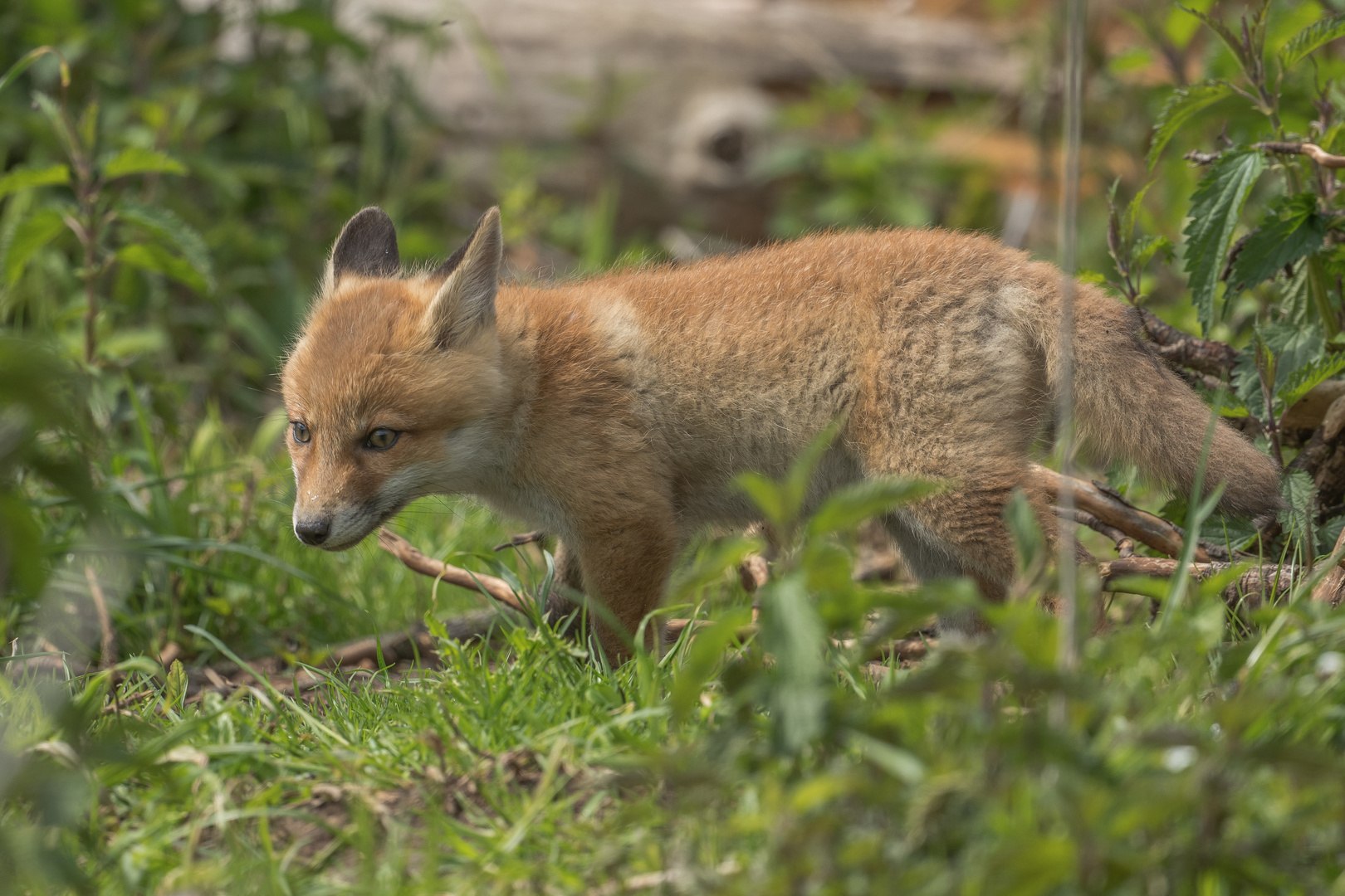 Jungfuchs auf Futtersuche