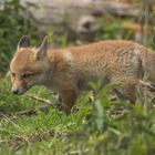 Jungfuchs auf Futtersuche