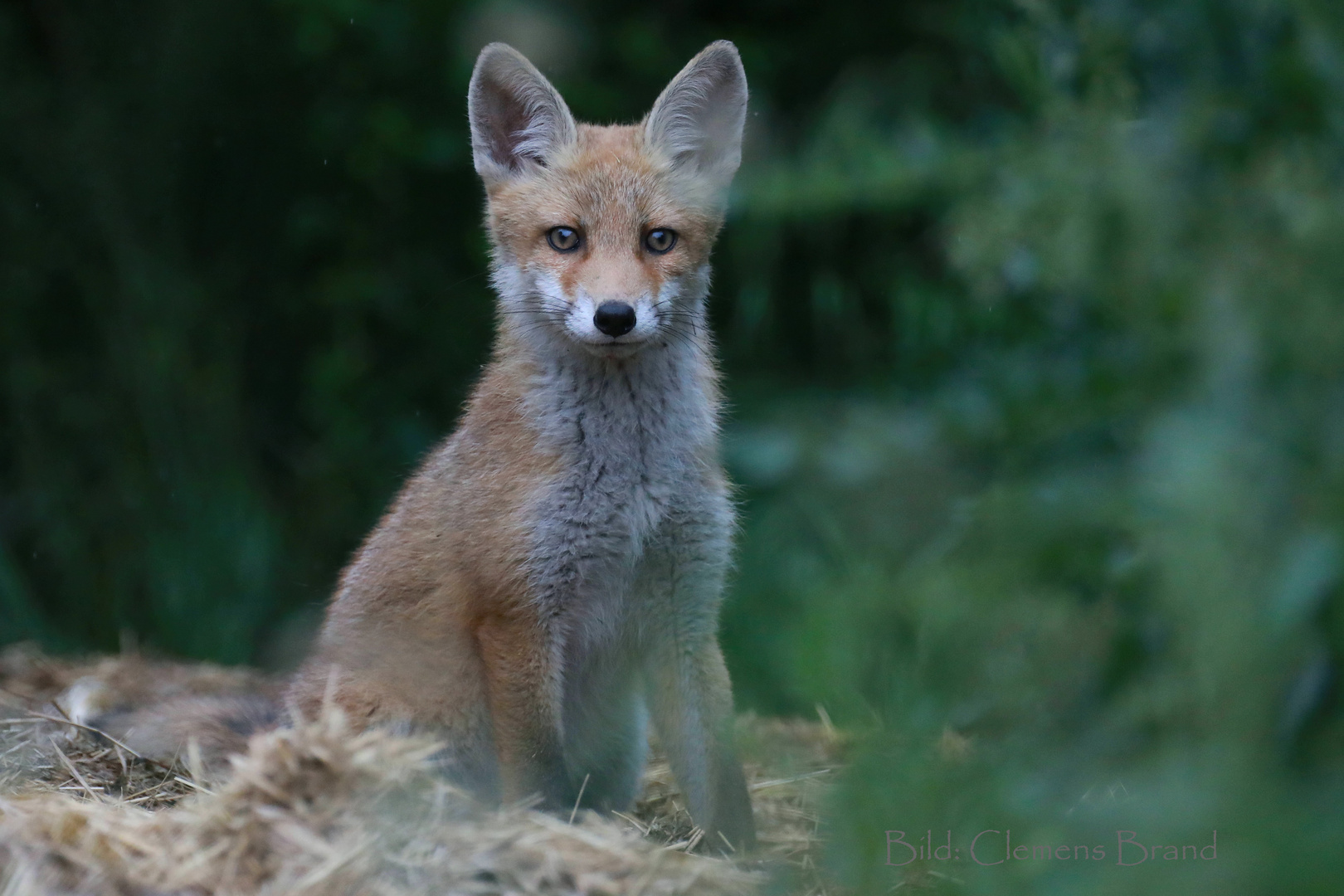 Jungfuchs auf Mist II 