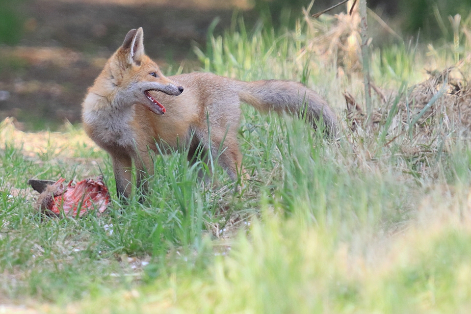 Jungfuchs beseitigt Aas