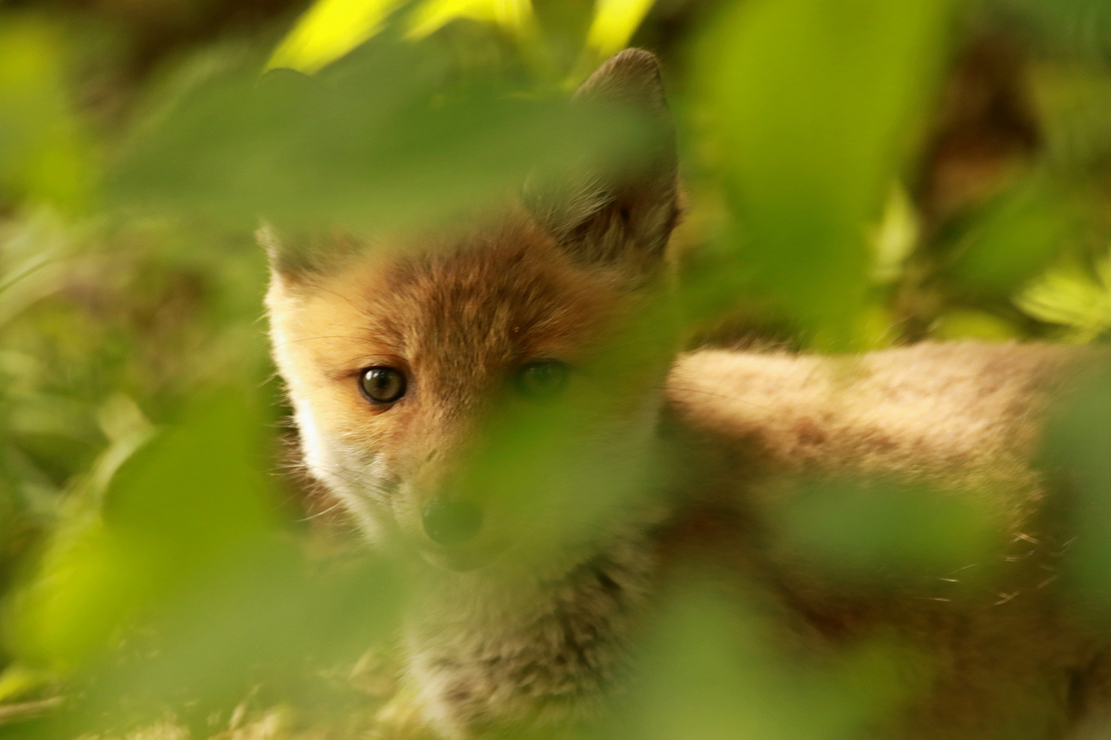 Jungfuchs Blick 