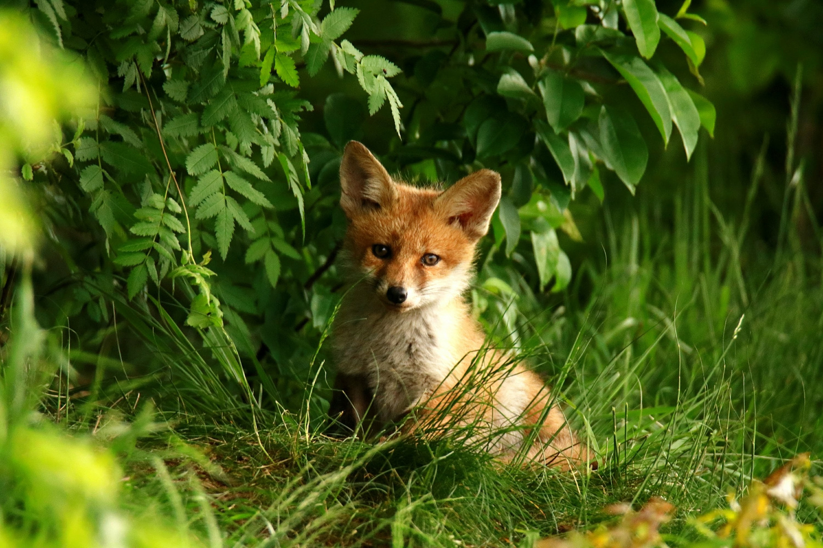 Jungfuchs ganz verschlafen