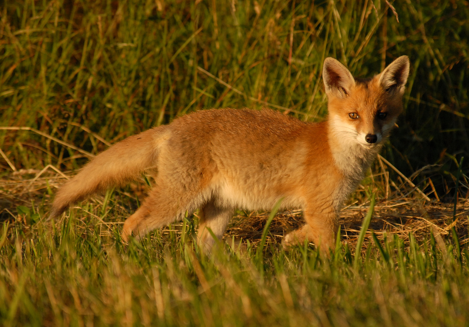 Jungfuchs im Abendlicht