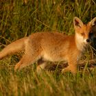 Jungfuchs im Abendlicht