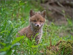 Jungfuchs im Bau 4