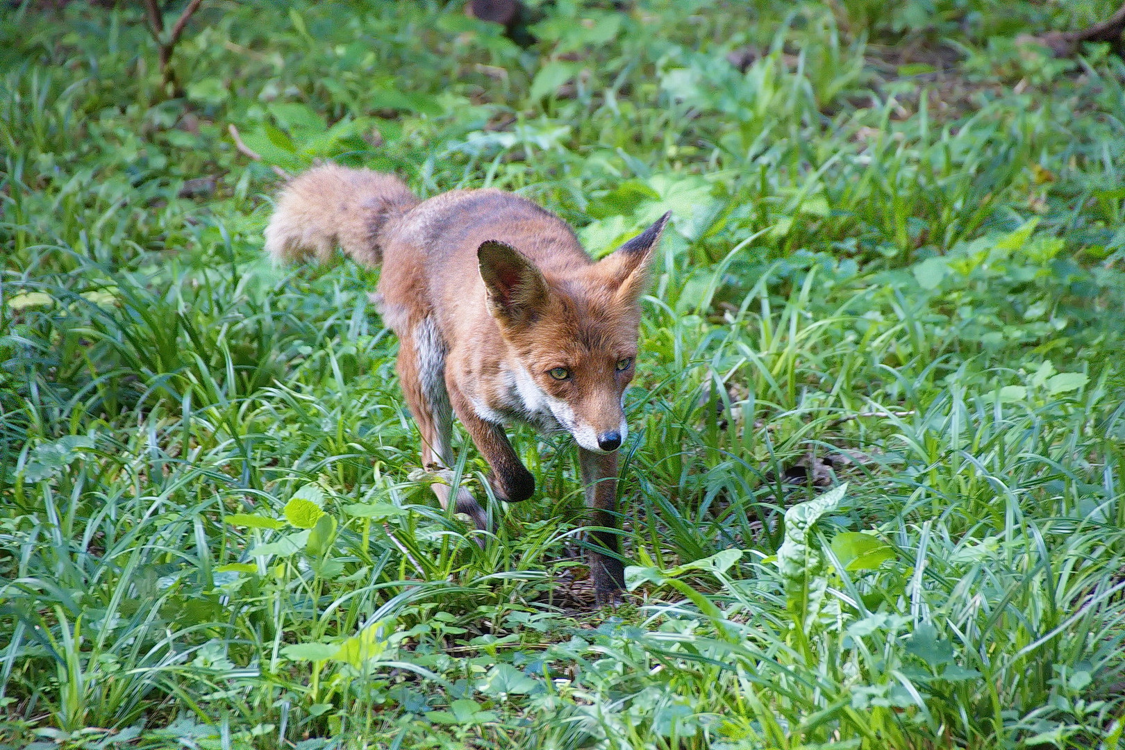 Jungfuchs im Bilsteintal