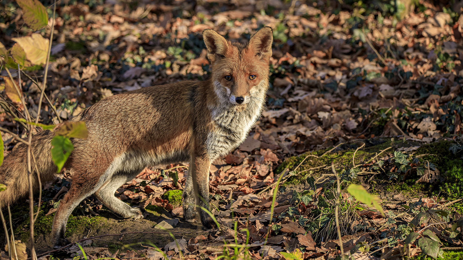 Jungfuchs im Bilsteintal